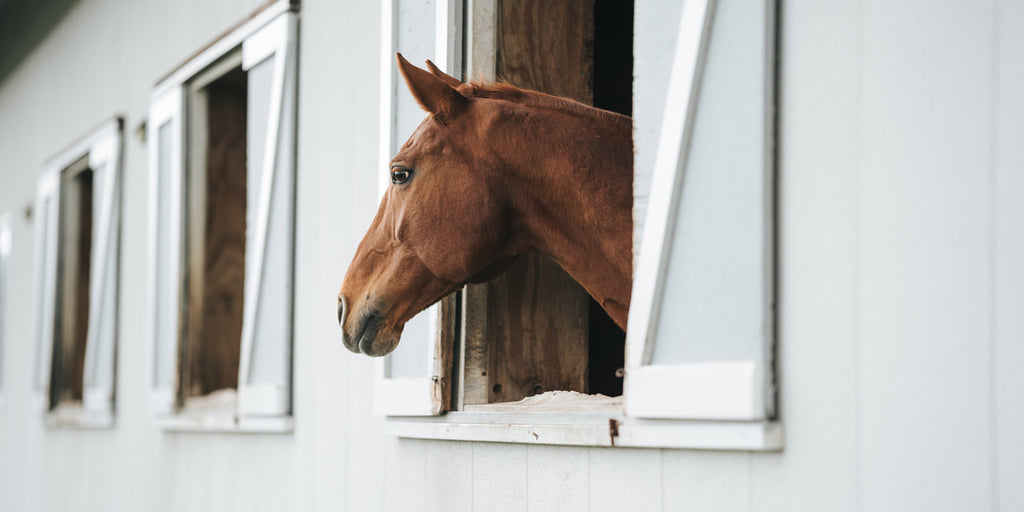 Simply the best horse-safe paint for your stables