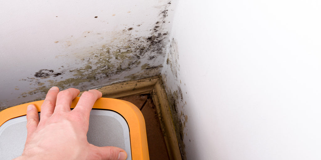 How black mould affects your health