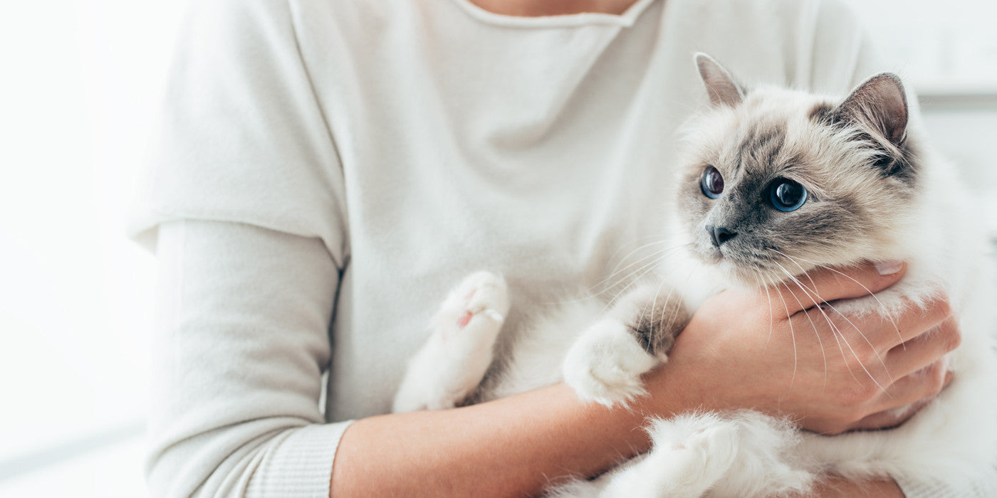 pets and paint fumes