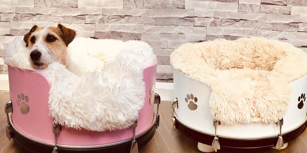 Upcycled comfort for cats and canines, with Little Knights pet-friendly paint
