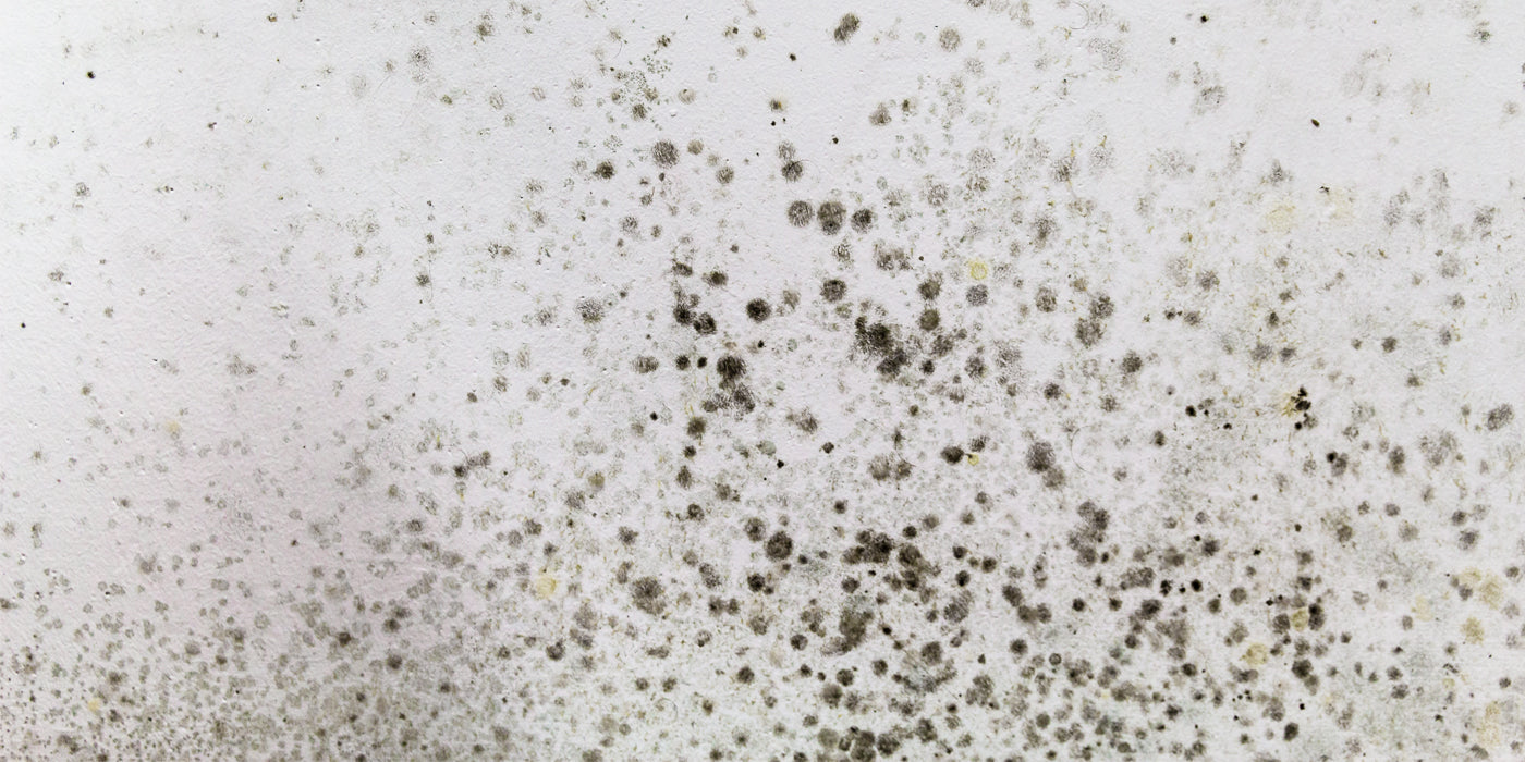 dangerous moulds in the home
