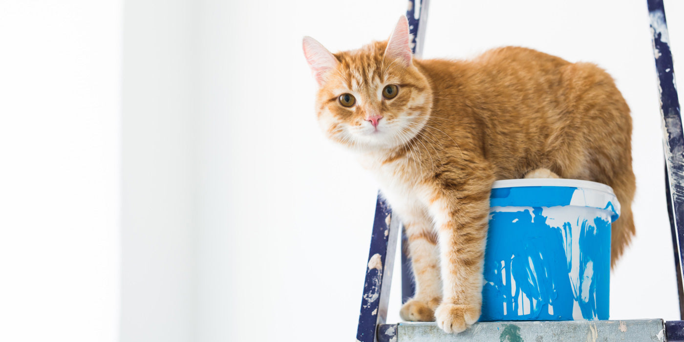 paint that smells of cat pee