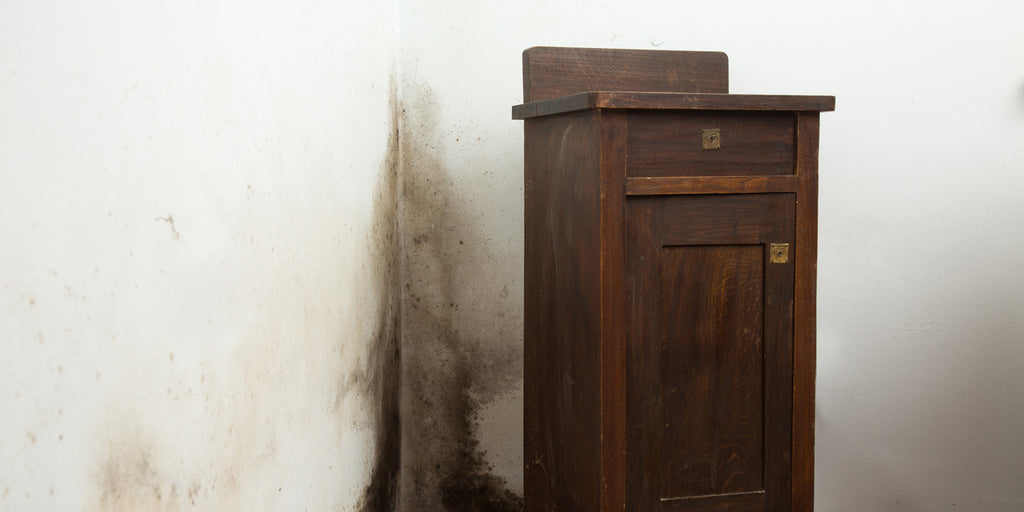 How to get rid of and prevent black mould on walls