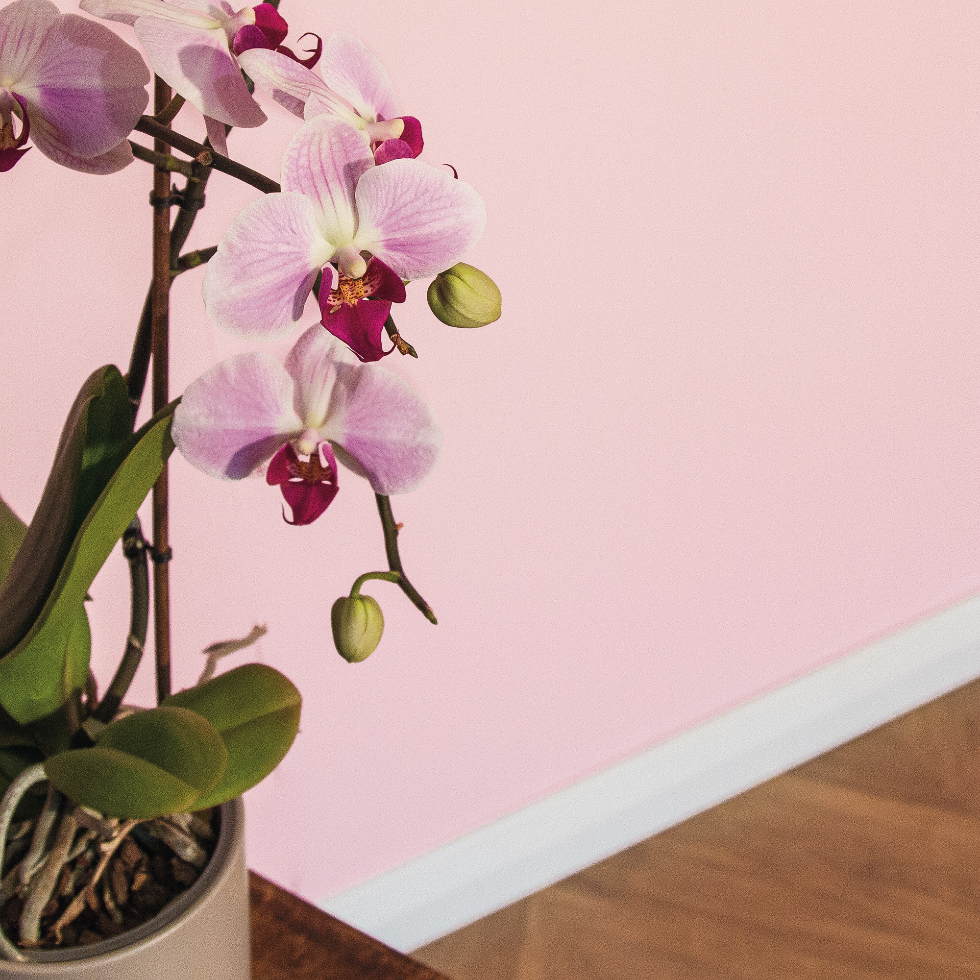 Pink Blossom