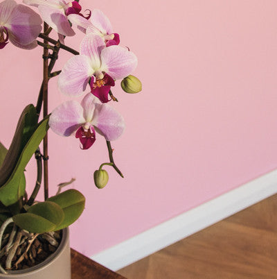 Pink Blossom