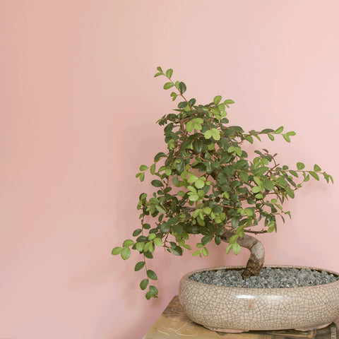 Pink baby safe nursery paint